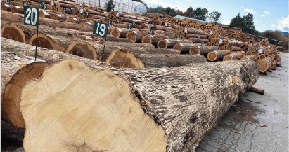令和７年度 栃木県優良木材展示会開催
