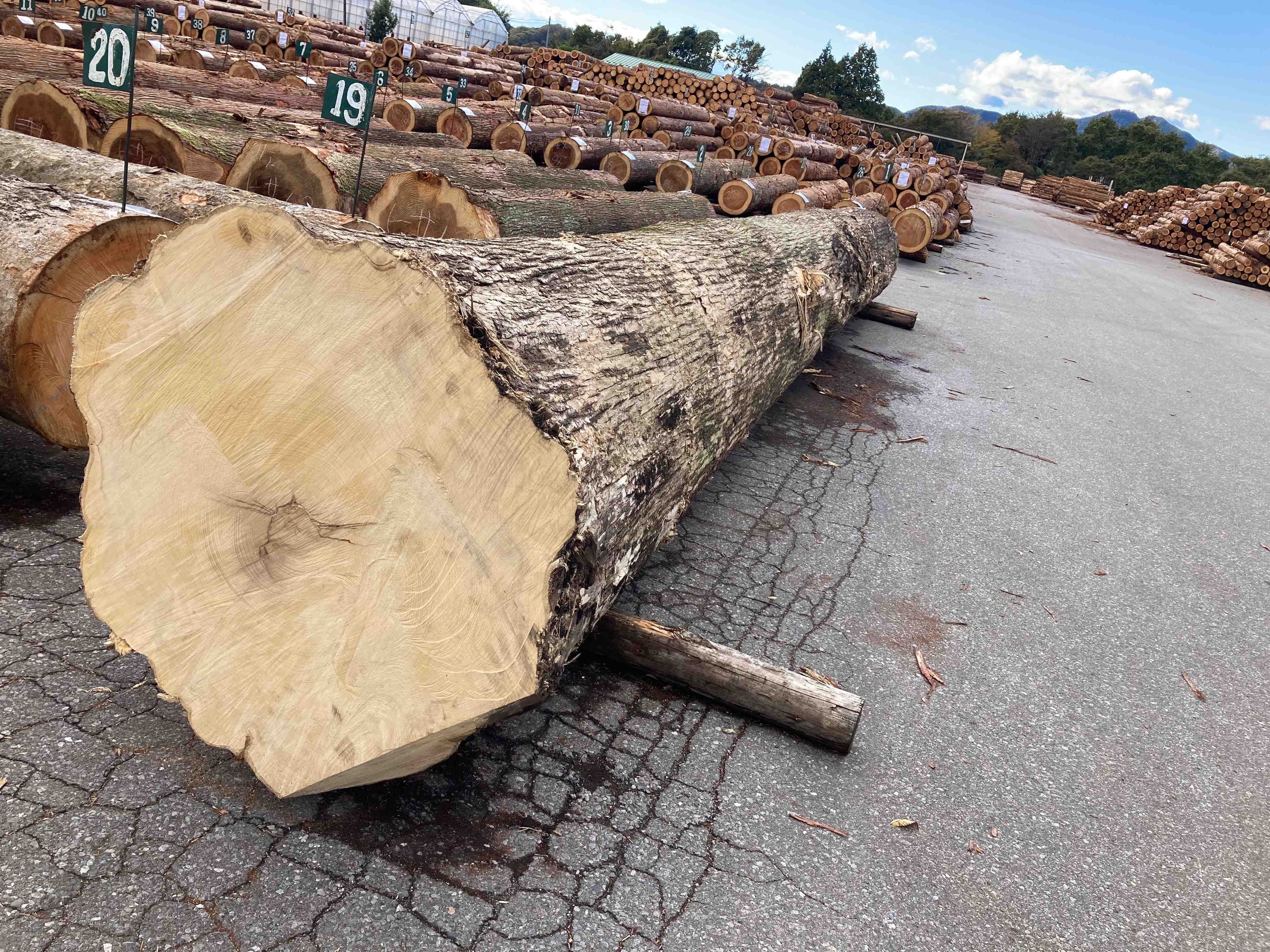 椪番1号カヤ 7.0m 末口60cm